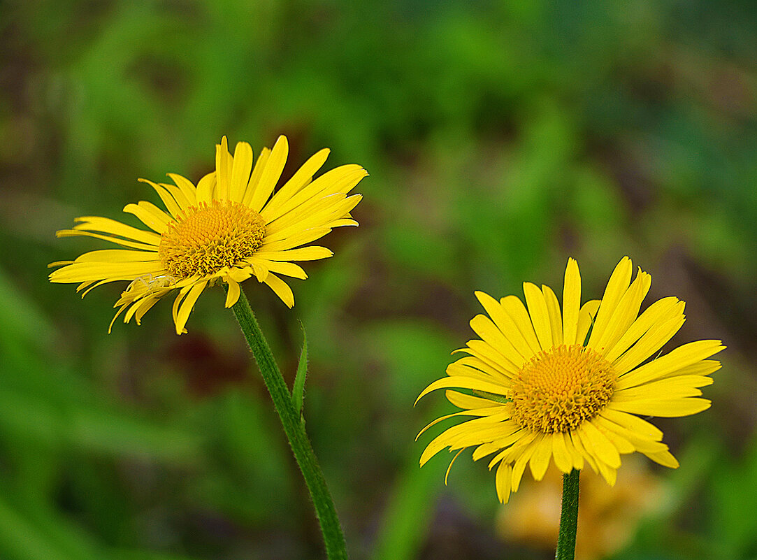 Жёлтые ромашки (дороникум) - Светлана Жёлтые ромашки (дороникум) - Светлана