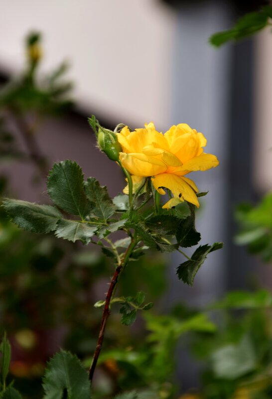 *** - Павленко Михаил 