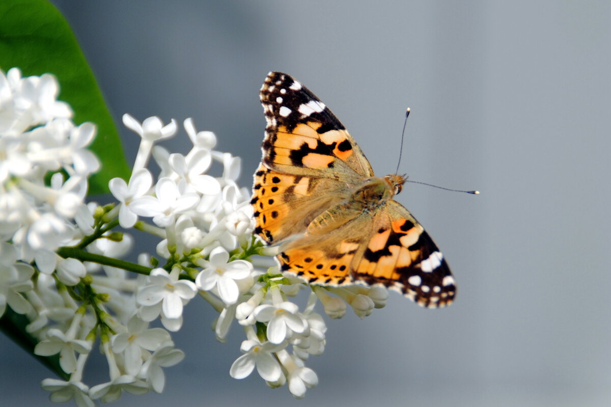 Репейница - lyudmila Курлова