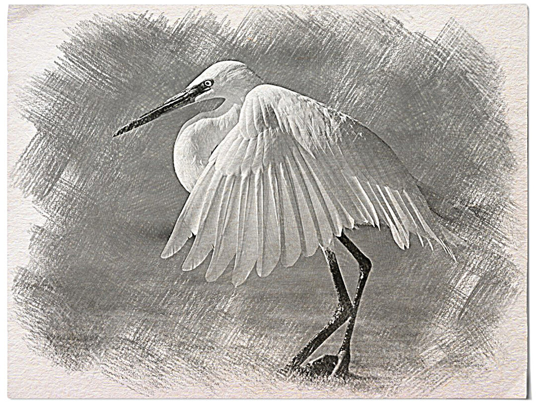 Малая белая цапля - Алевтина Малая белая цапля - Алевтина