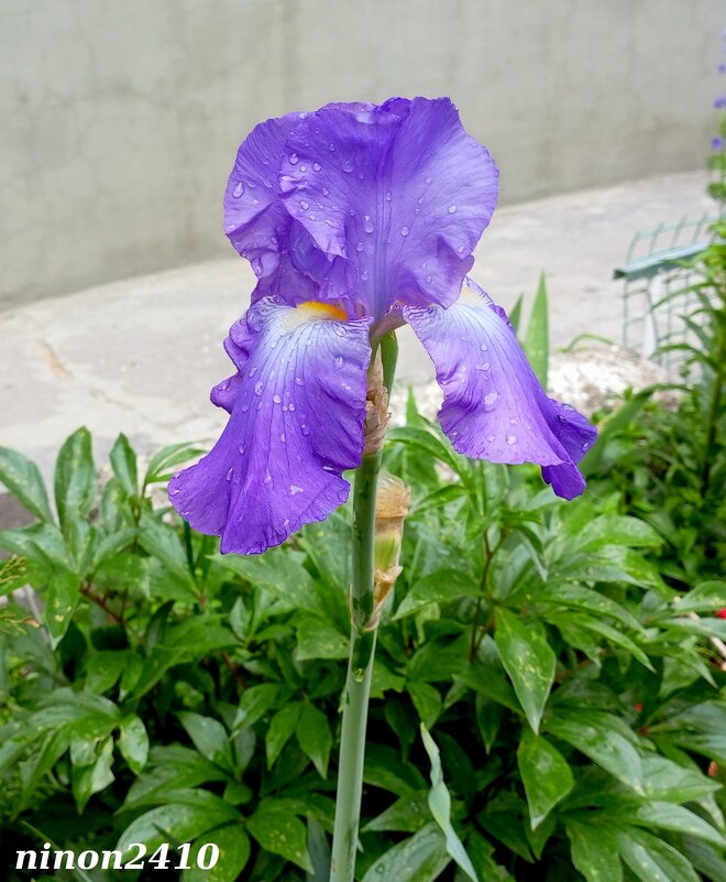 Май - Нина Бутко Май - Нина Бутко