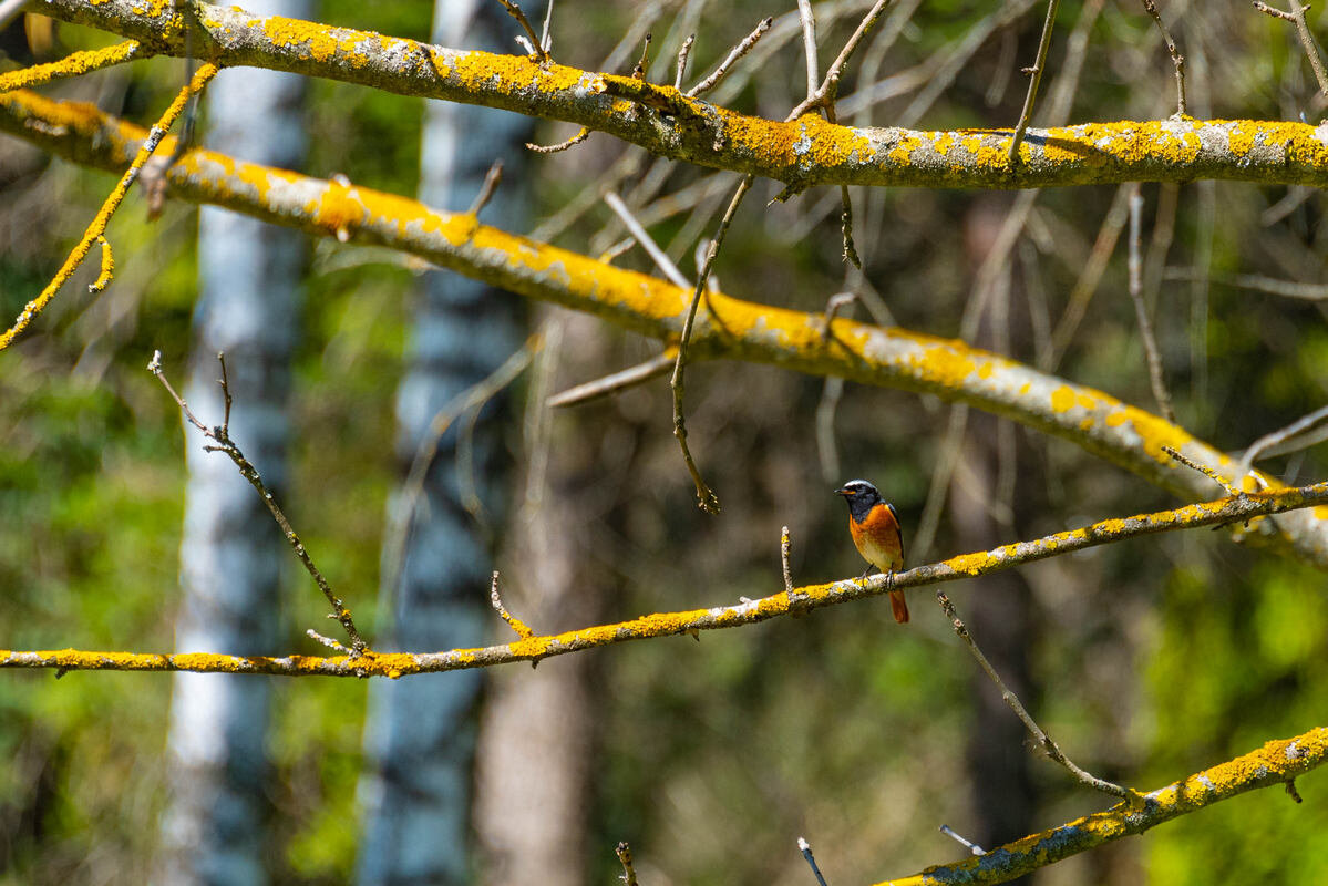 *** - Дмитрий Лупандин *** - Дмитрий Лупандин
