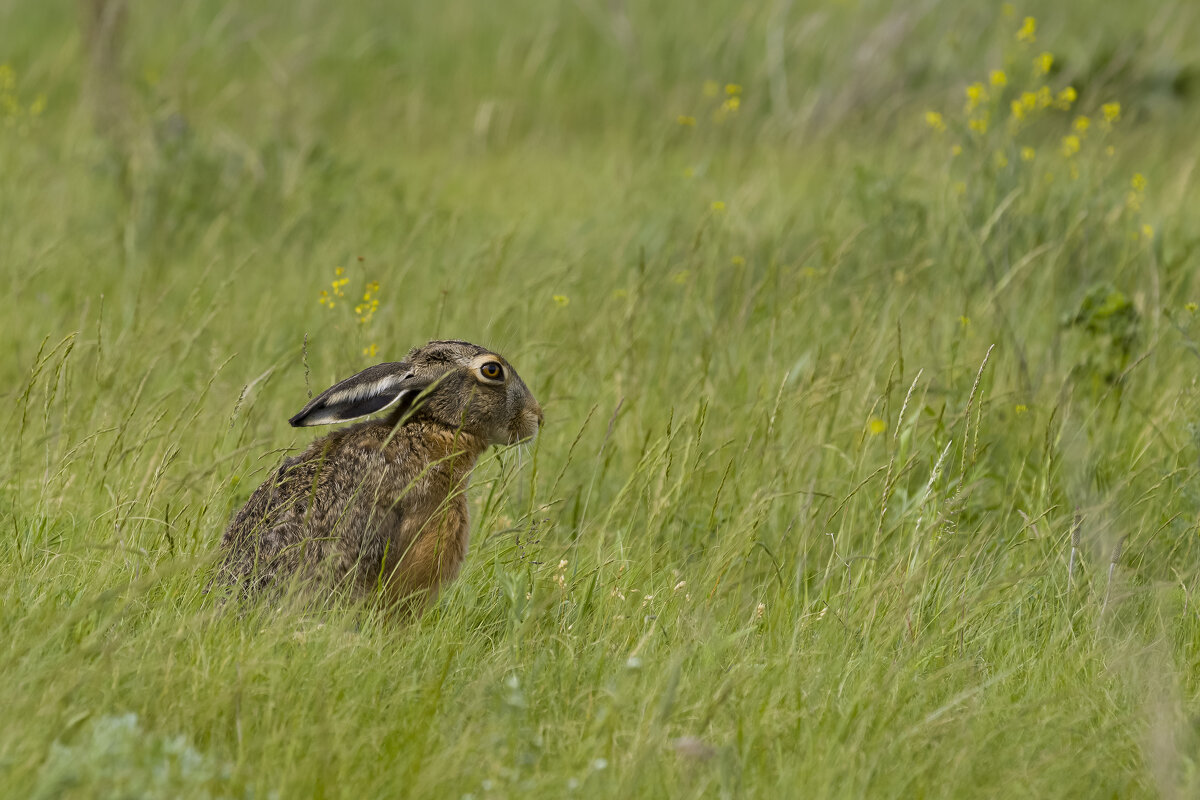*** - Валерий Черняк