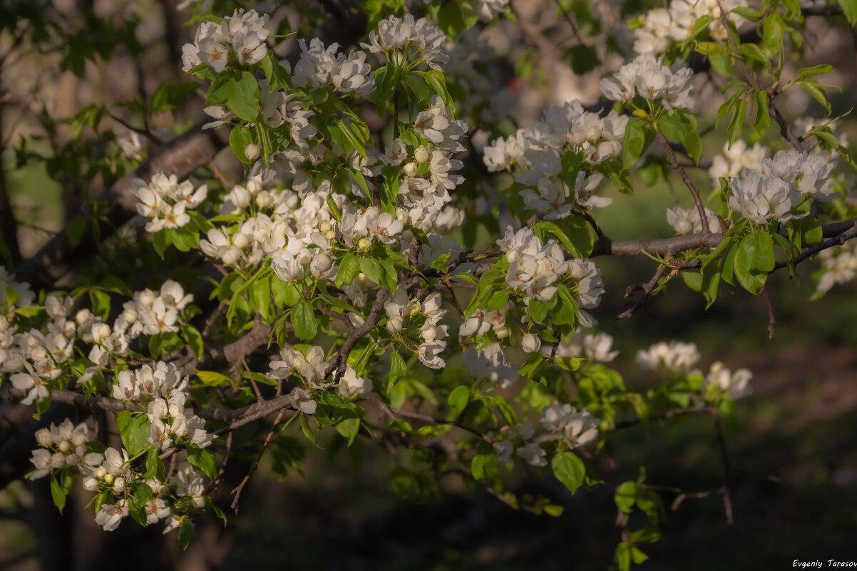 Май - дверь в лето - Евгений Тарасов Май - дверь в лето - Евгений Тарасов