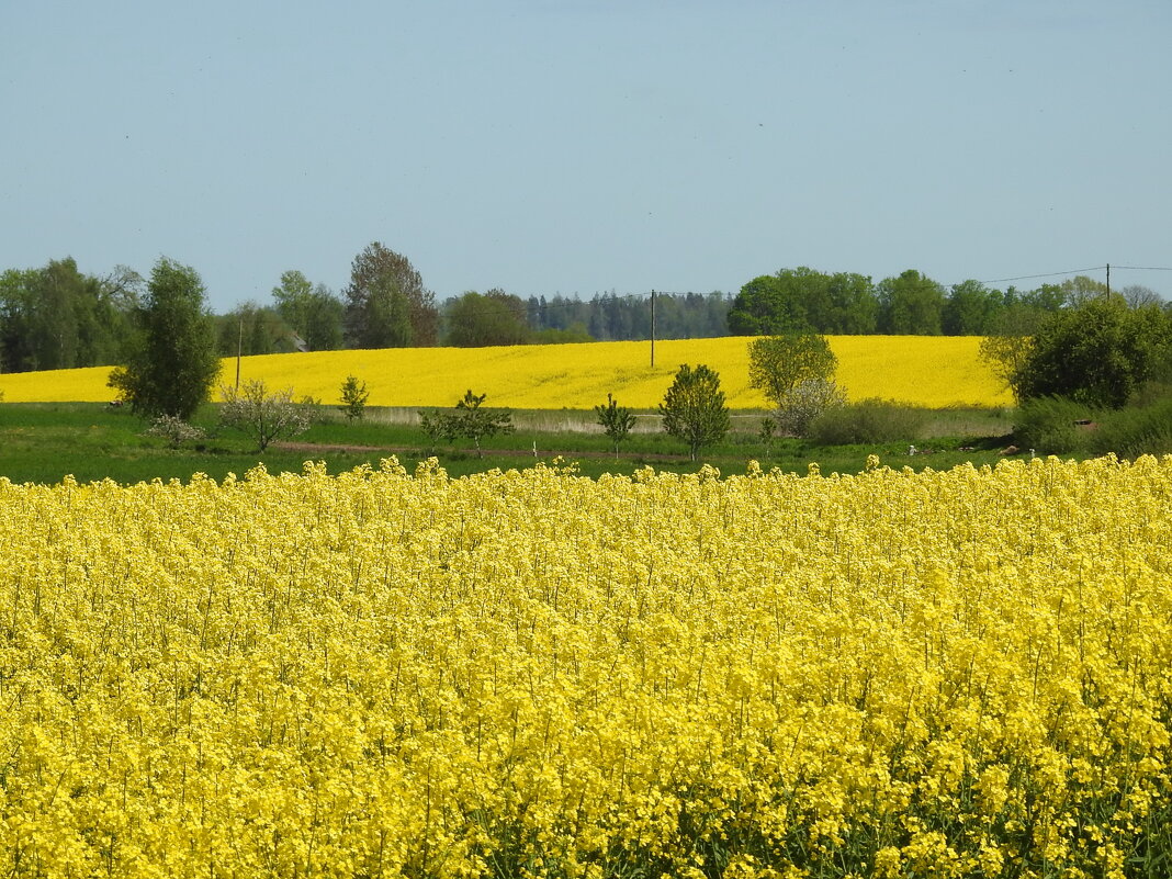 весна - ИННА ПОРОХОВА весна - ИННА ПОРОХОВА
