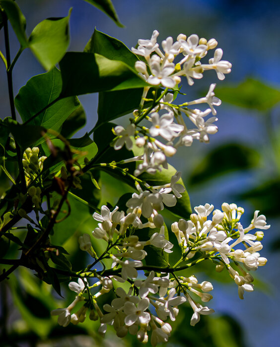 Белая сирень - Светлана SvetNika17