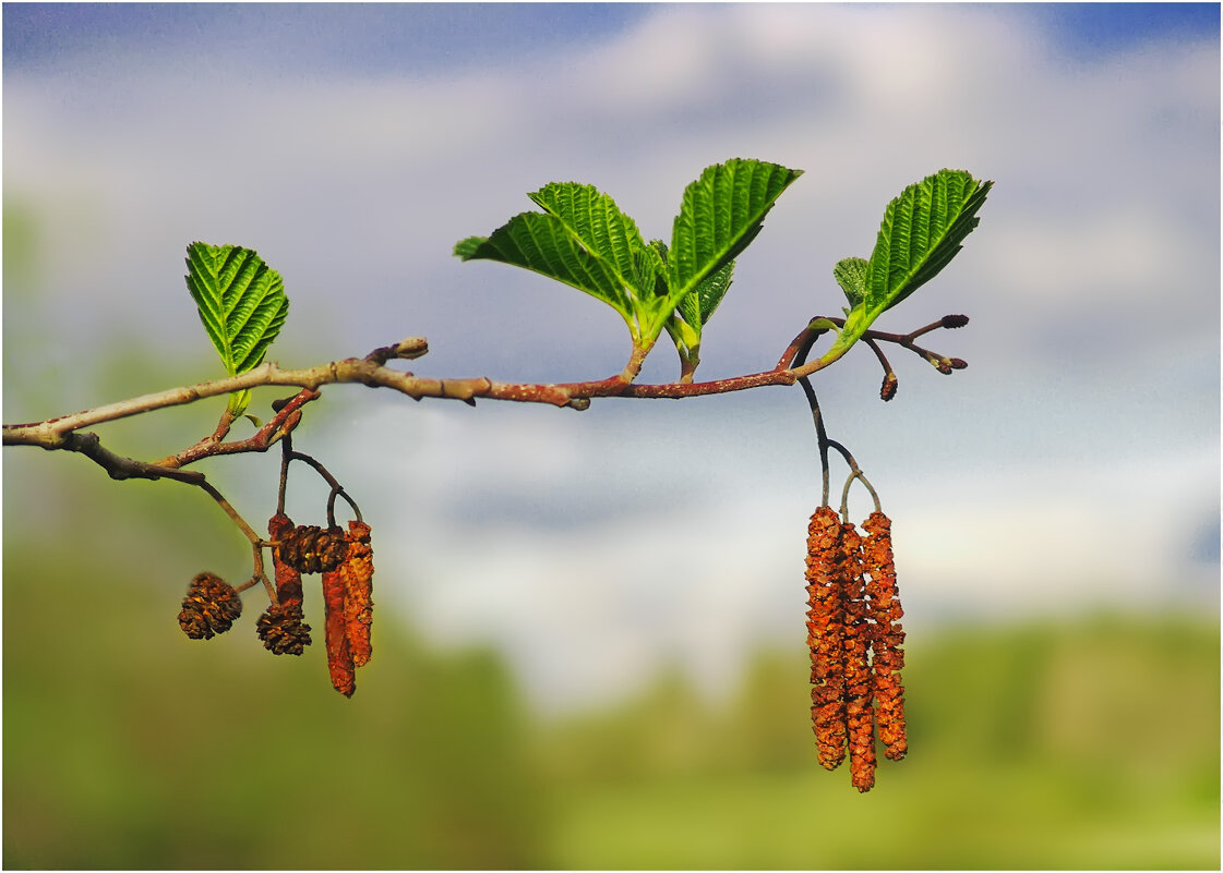 Ольховые обновки - Валентин Котляров