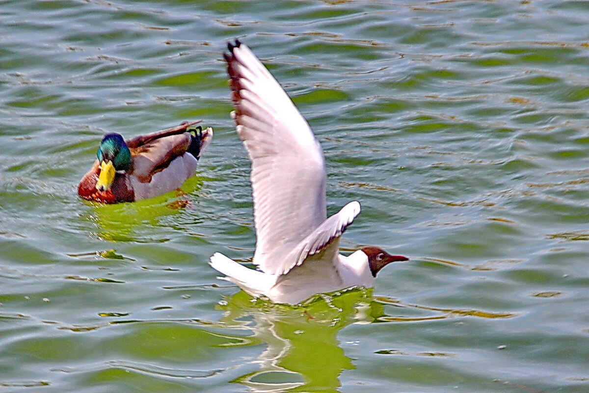 То взлет, то посадка... - Александр Чеботарь То взлет, то посадка... - Александр Чеботарь