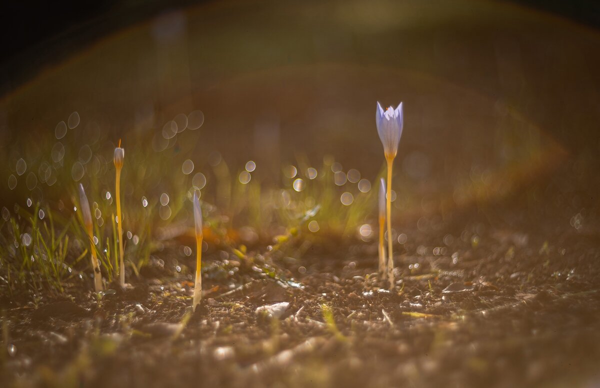Осеннее пробуждение. - Анатолий Щербак Осеннее пробуждение. - Анатолий Щербак