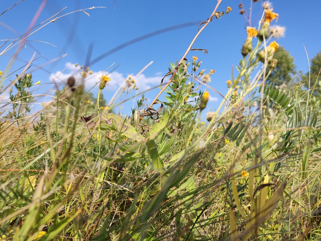 окунуться в ароматы летних трав!!!! - Андрей Петренко окунуться в ароматы летних трав!!!! - Андрей Петренко