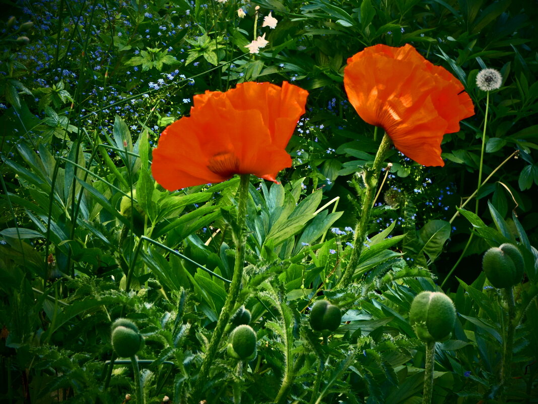 Весенние зарисовки 147 - Алексей Кузнецов