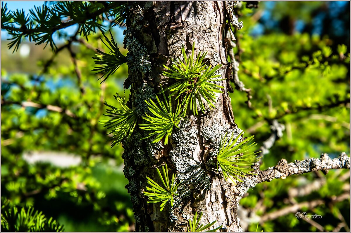 Обновление... - Aquarius - Сергей