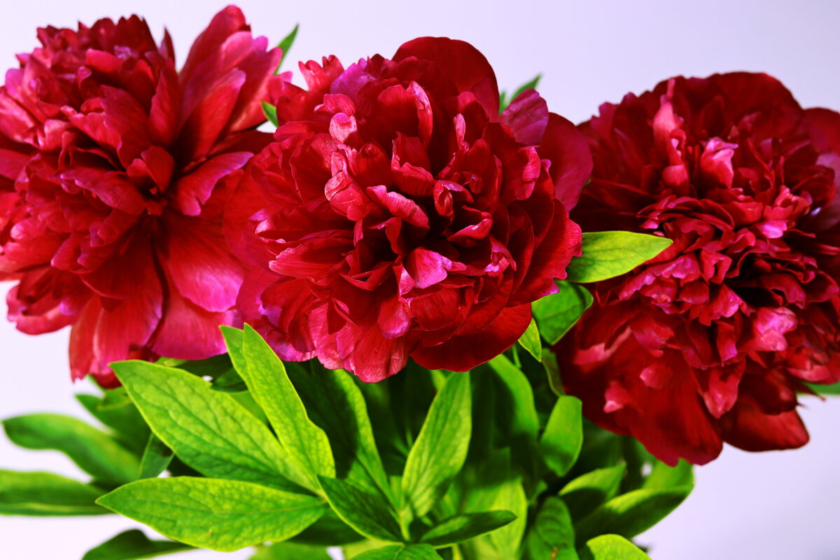 пионы - Игорь Kуленко