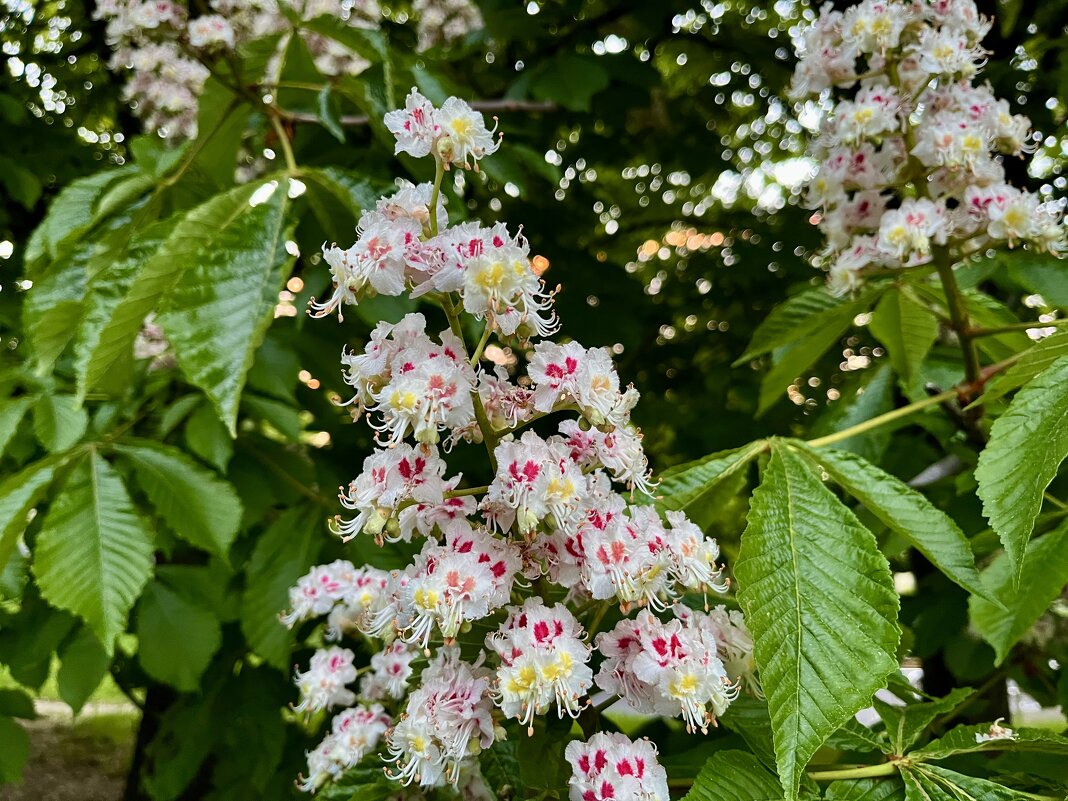 Каштан - Александр Конов