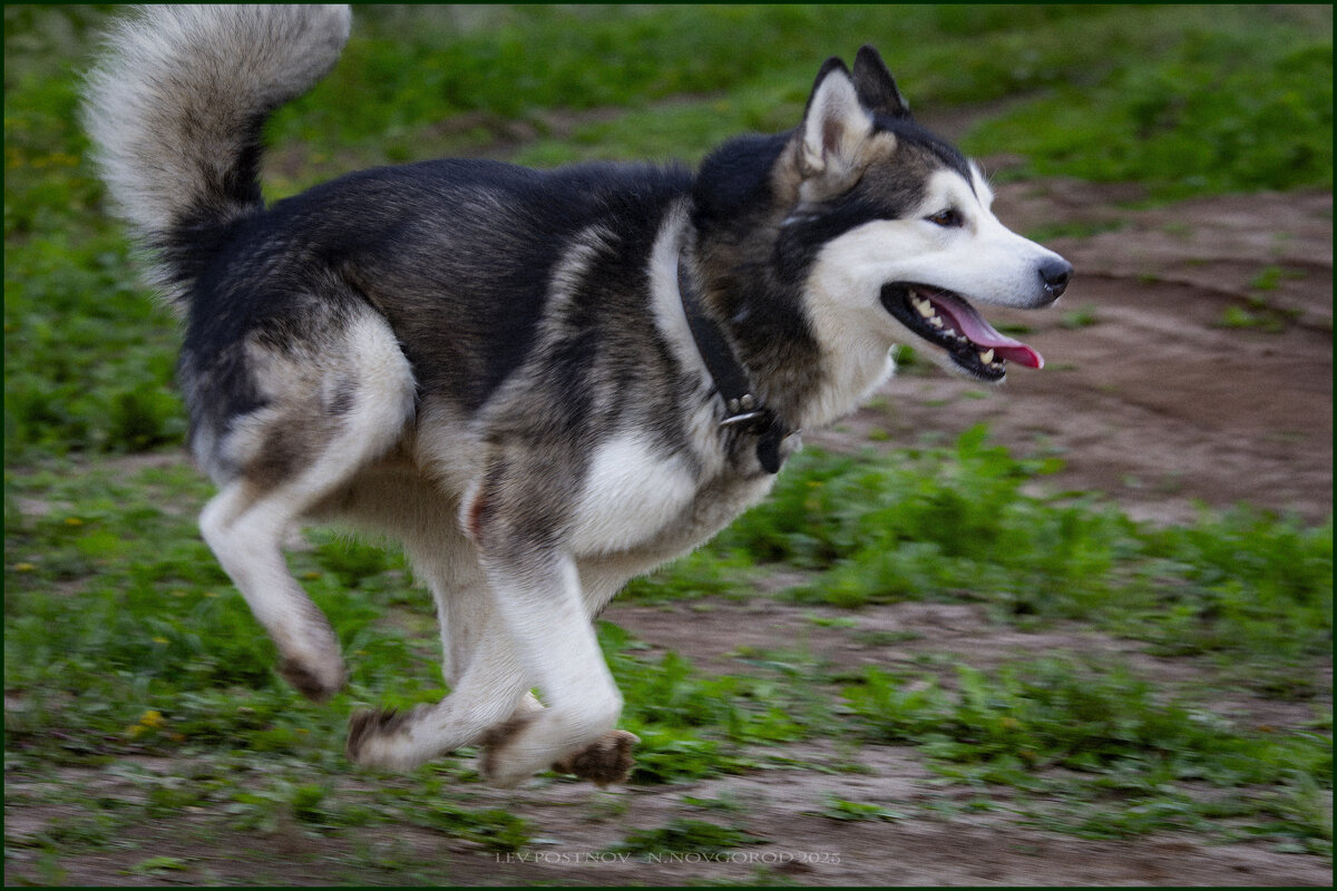 Ярик. - leff Postnov