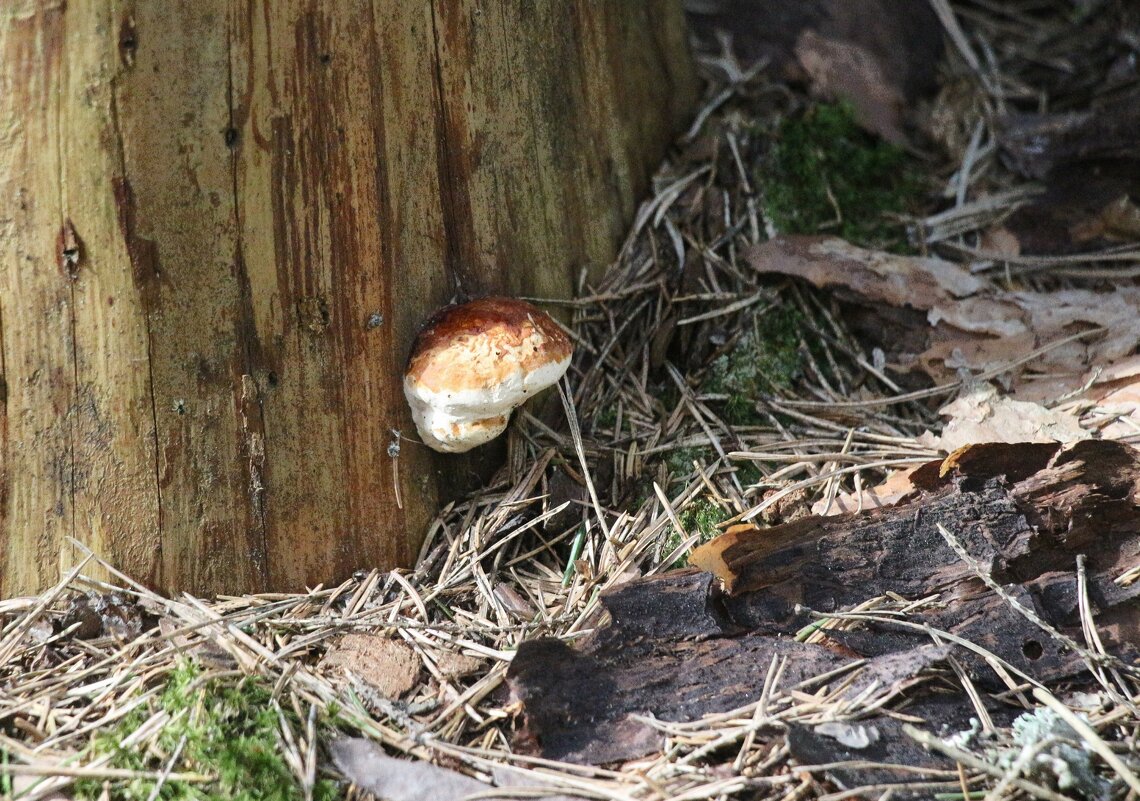 Комарово - Наталья Герасимова