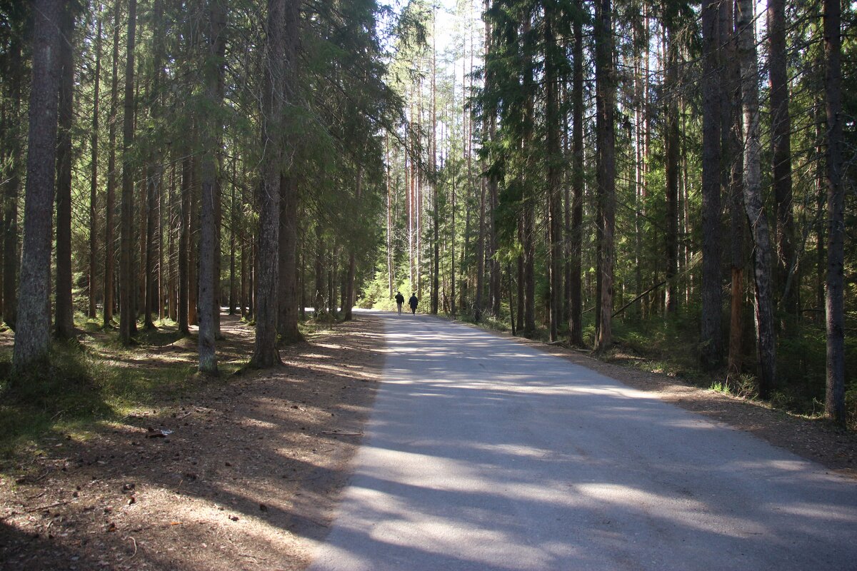 Комарово - Наталья Герасимова Комарово - Наталья Герасимова