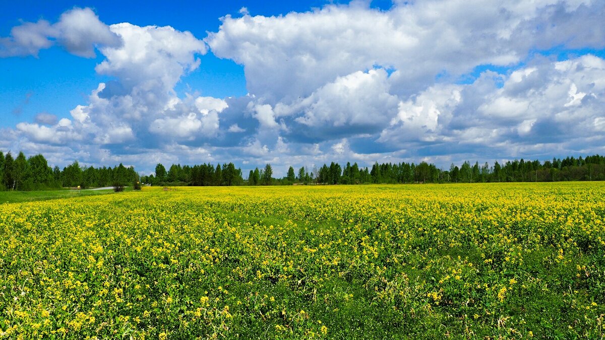 Жёлтое поле (цветущий рапс). - Милешкин Владимир Алексеевич 