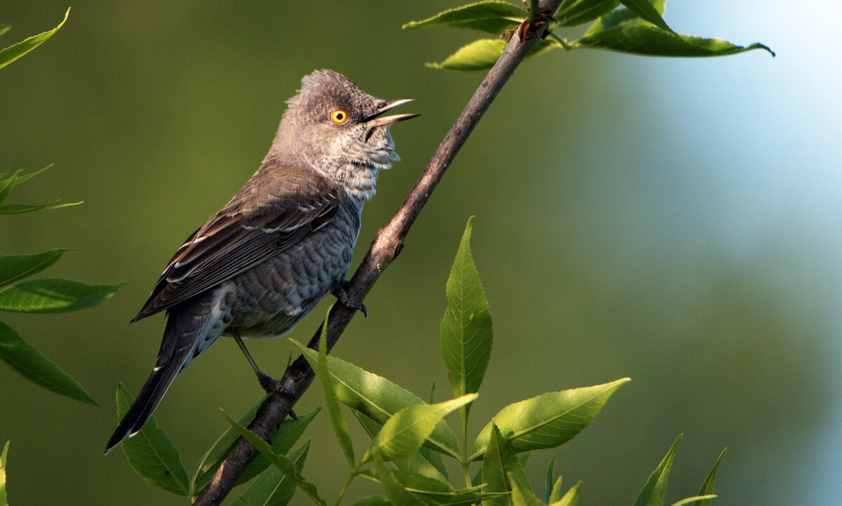 Ястребиная славка. - Владимир Безбородов