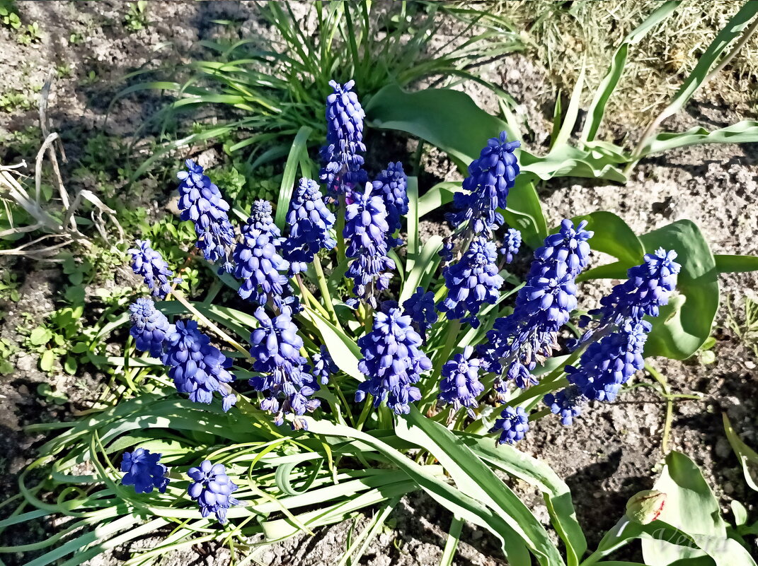 Мускари - Veera V Мускари - Veera V