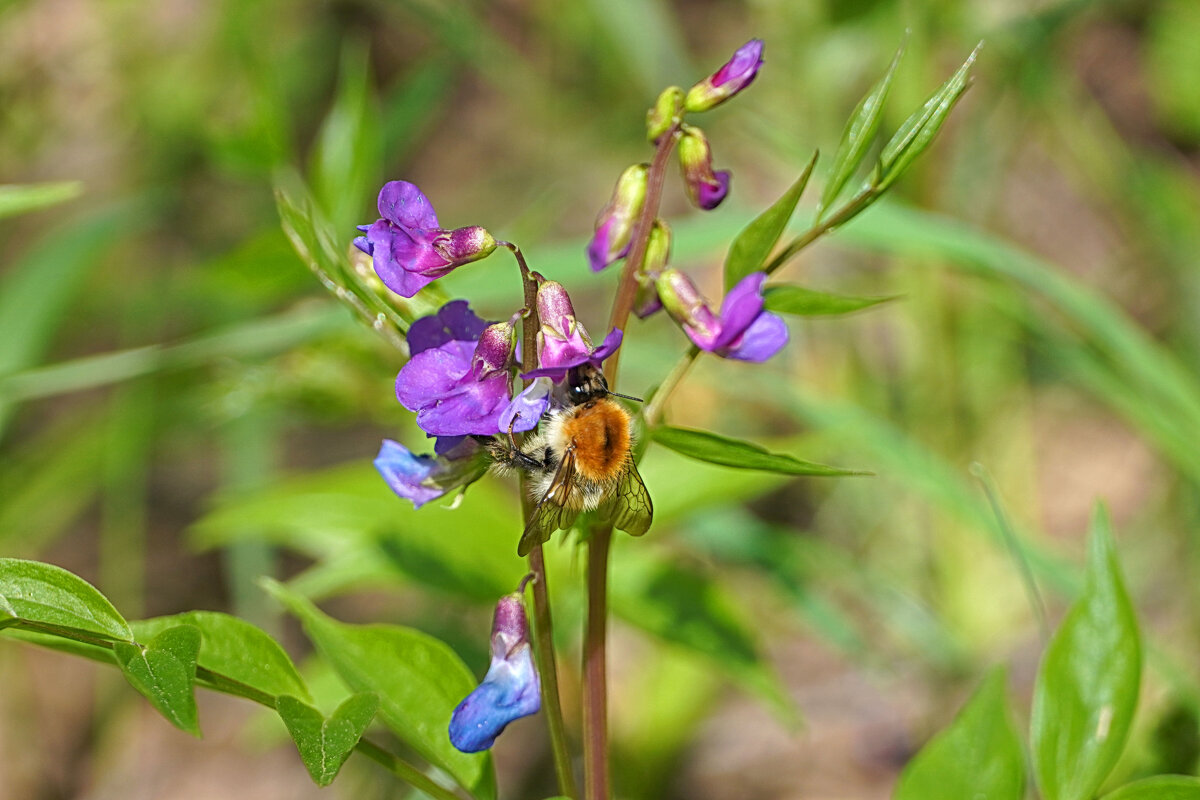 Шмелик и чина - Галина Кан Шмелик и чина - Галина Кан