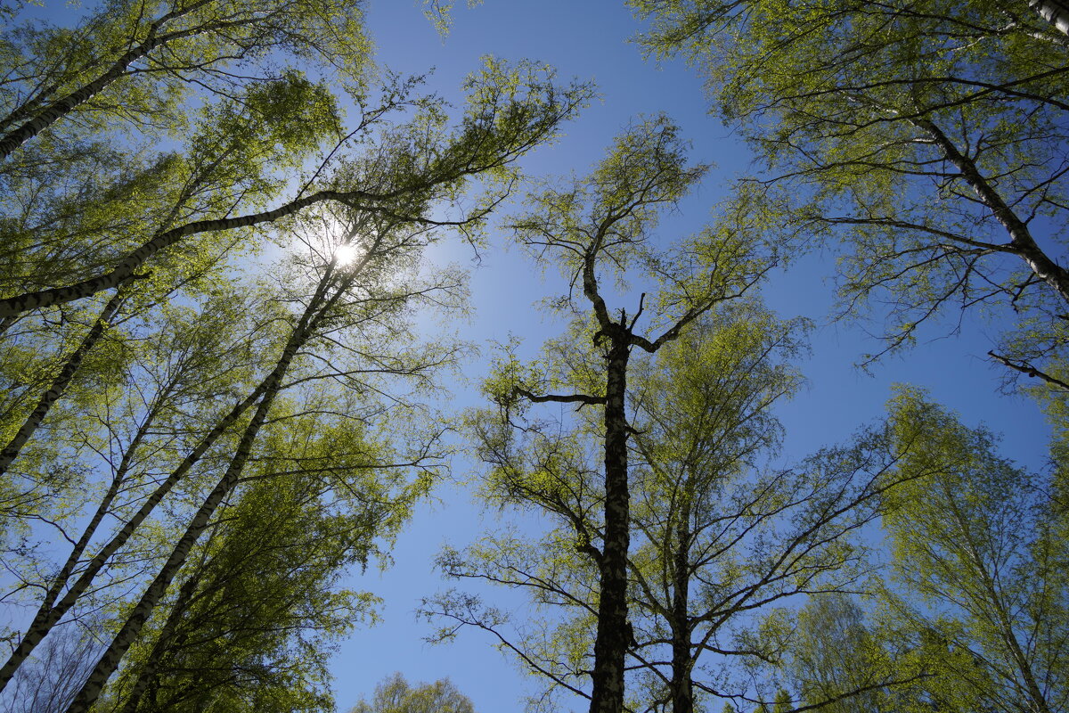 Майское головокружение - Галина Кан Майское головокружение - Галина Кан