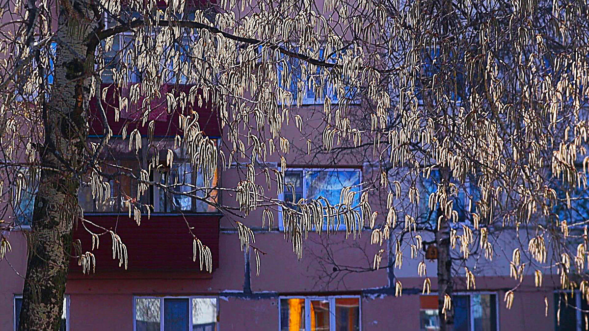 Май...Осина распустила свои сережки! - Владимир 