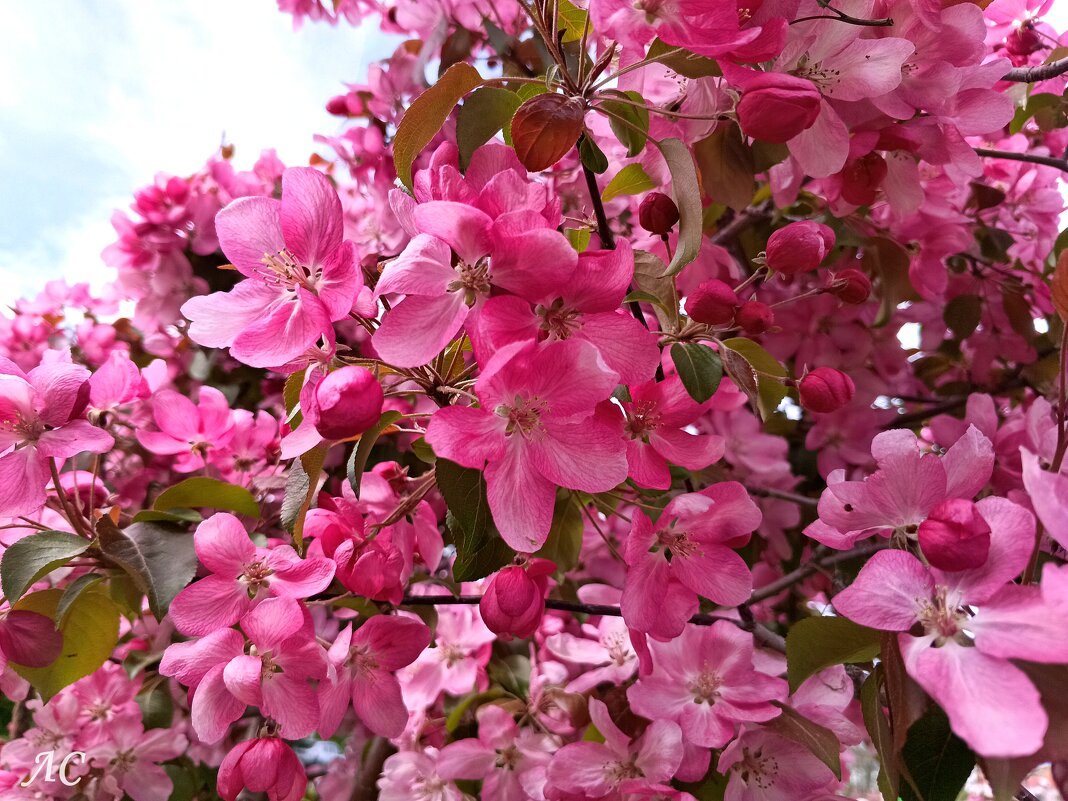 Яблоня в цвету - Любовь Сахарова Яблоня в цвету - Любовь Сахарова