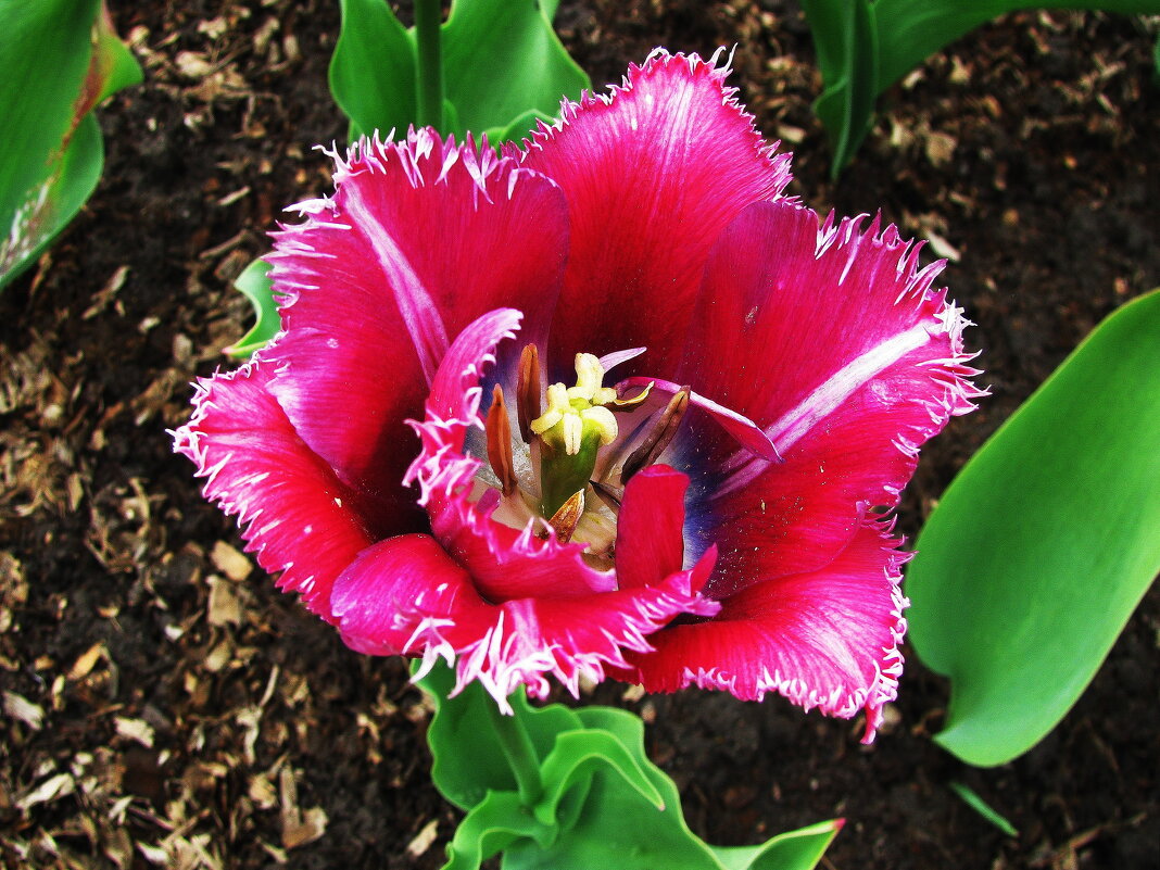 Во всей красе - Людмила Смородинская Во всей красе - Людмила Смородинская