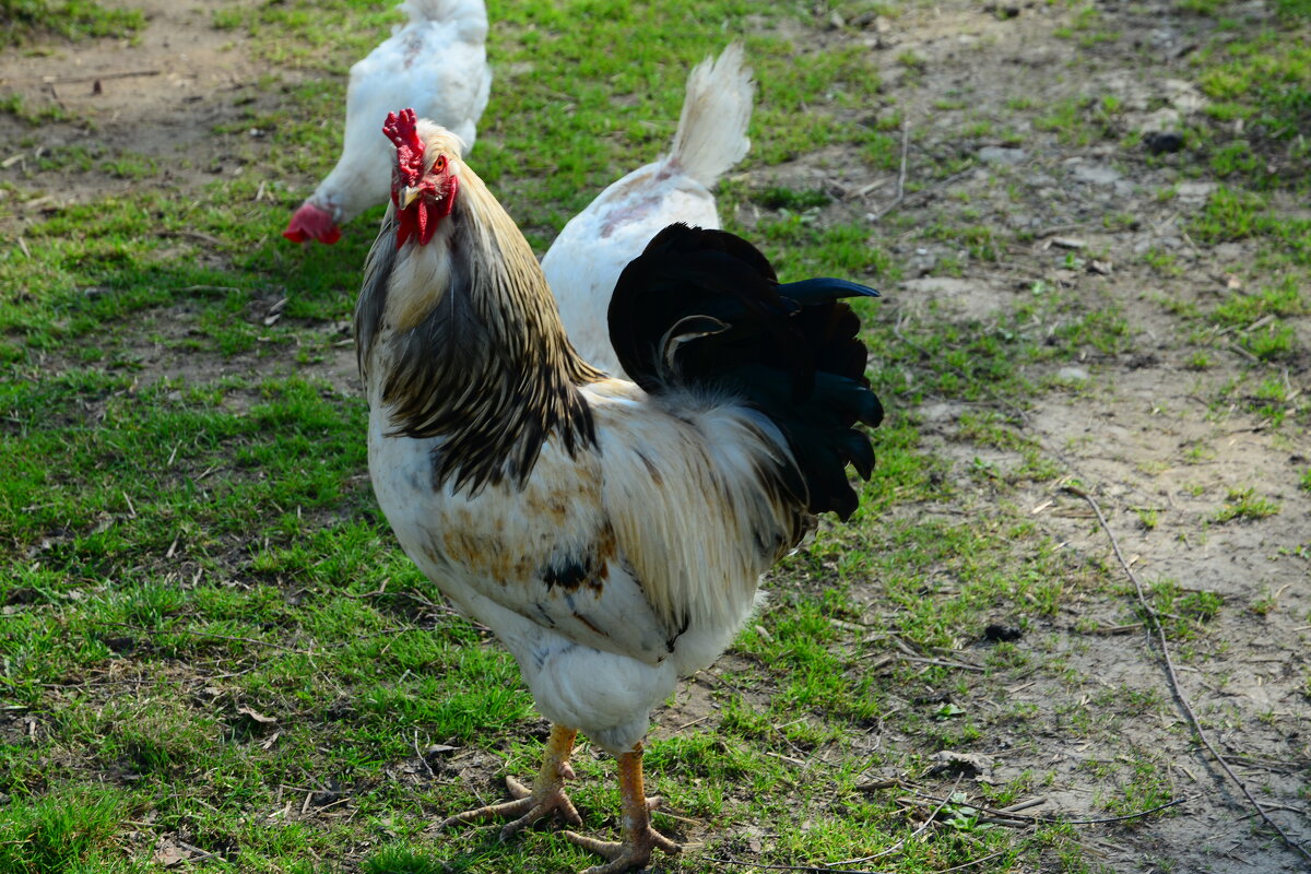 Парень с нашего двора. - Михаил Колосов Парень с нашего двора. - Михаил Колосов