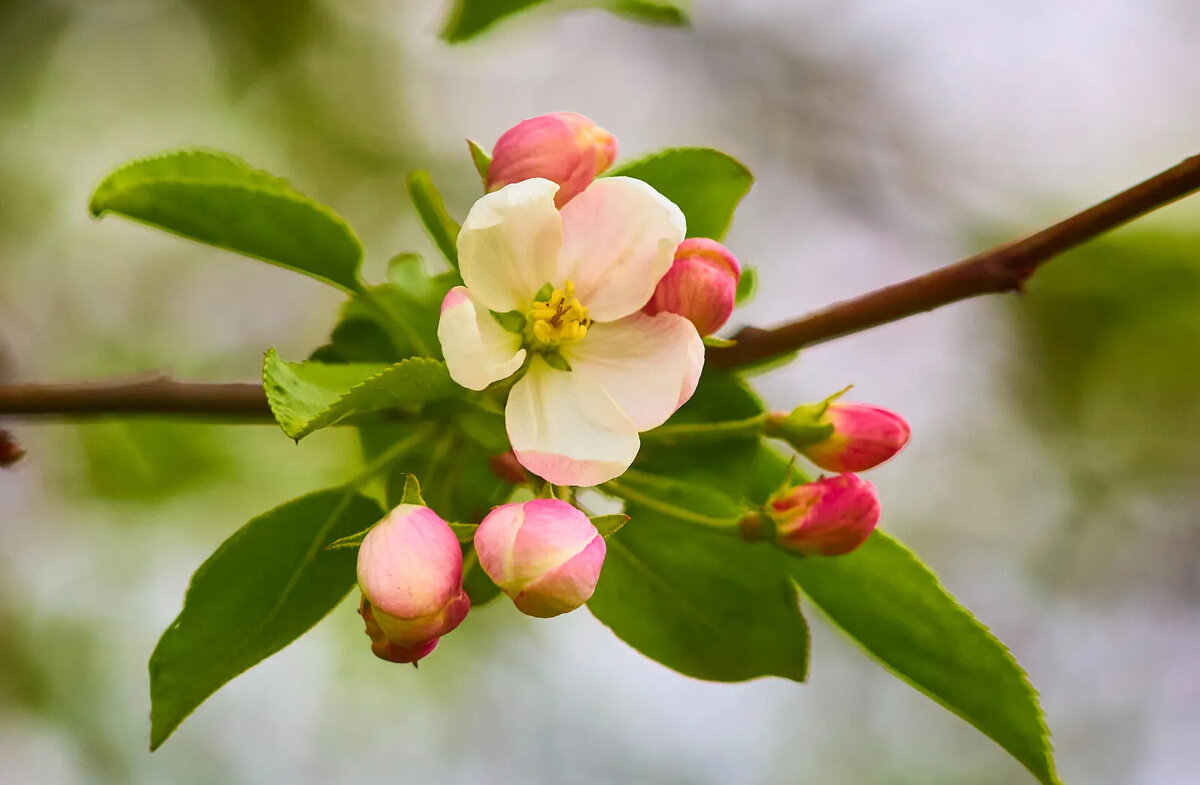 Яблоня - Cергей Александров