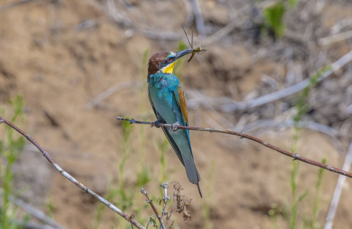 золотистые щурки - юрий макаров