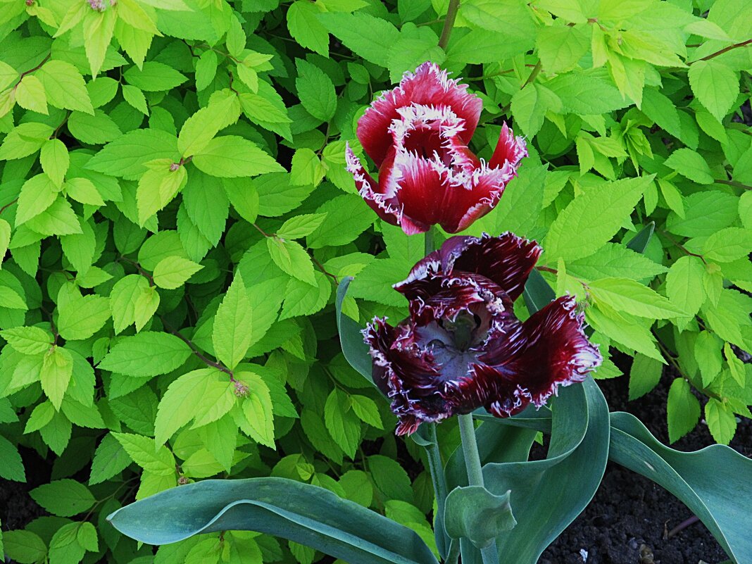 тюльпаны - Елена Шаламова