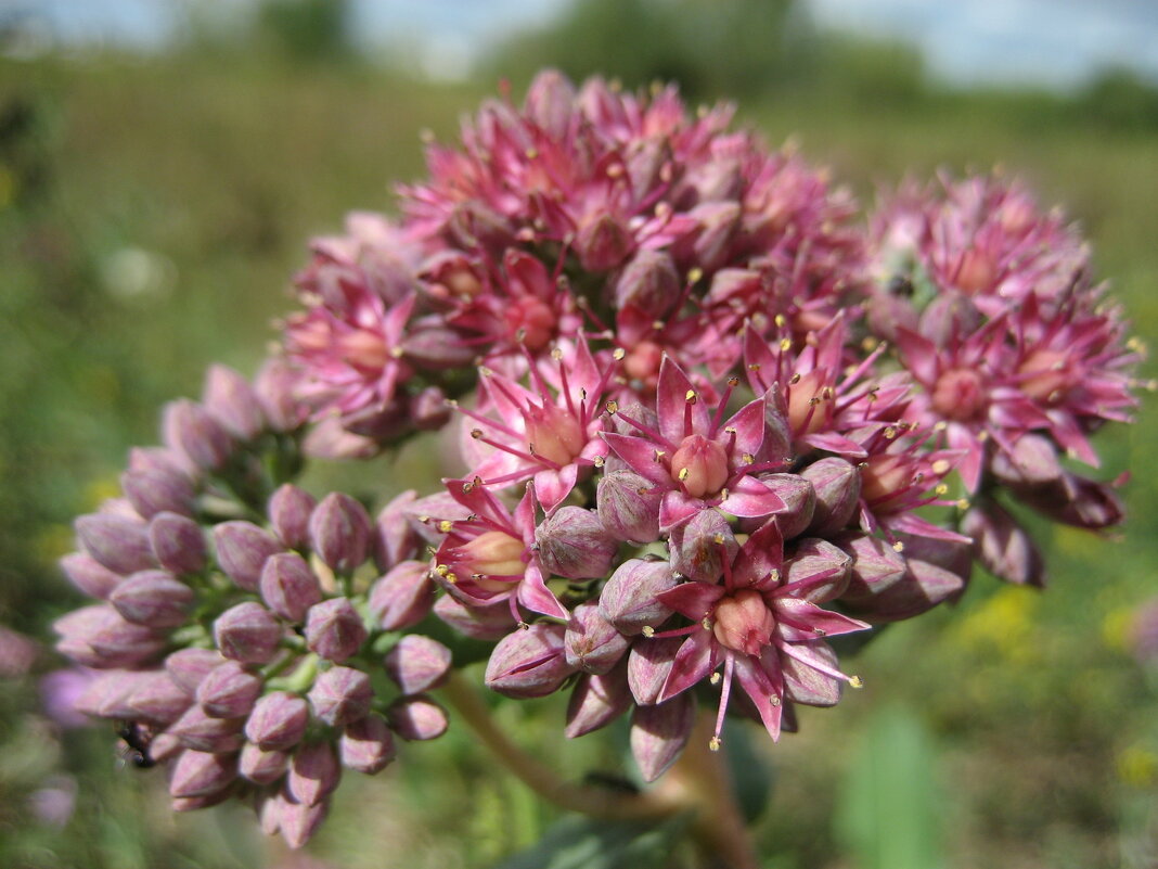 Очиток - Anna Ivanova