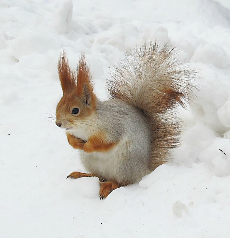 Холодно зимой - PRP 