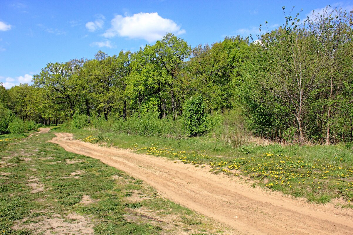 Просёлок - Евгений Корьевщиков