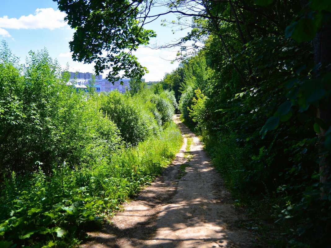 Чебоксары. Цветут васильки вдоль дороги Сургутского оврага. - Пётр Чернега Чебоксары. Цветут васильки вдоль дороги Сургутского оврага. - Пётр Чернега