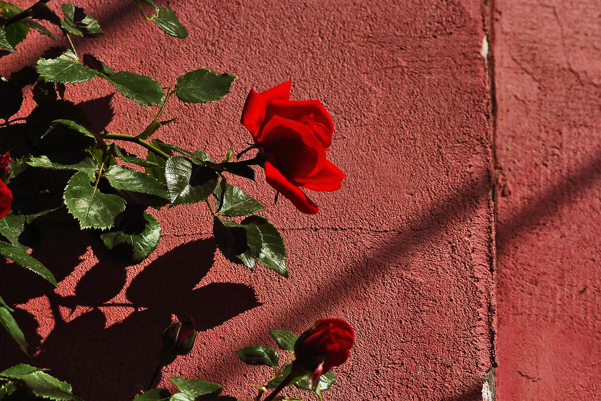 Розочка - Юрий Гайворонскiий