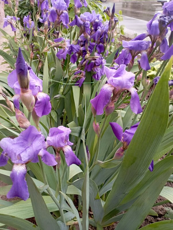 Ирисы в мае - Елена Семигина