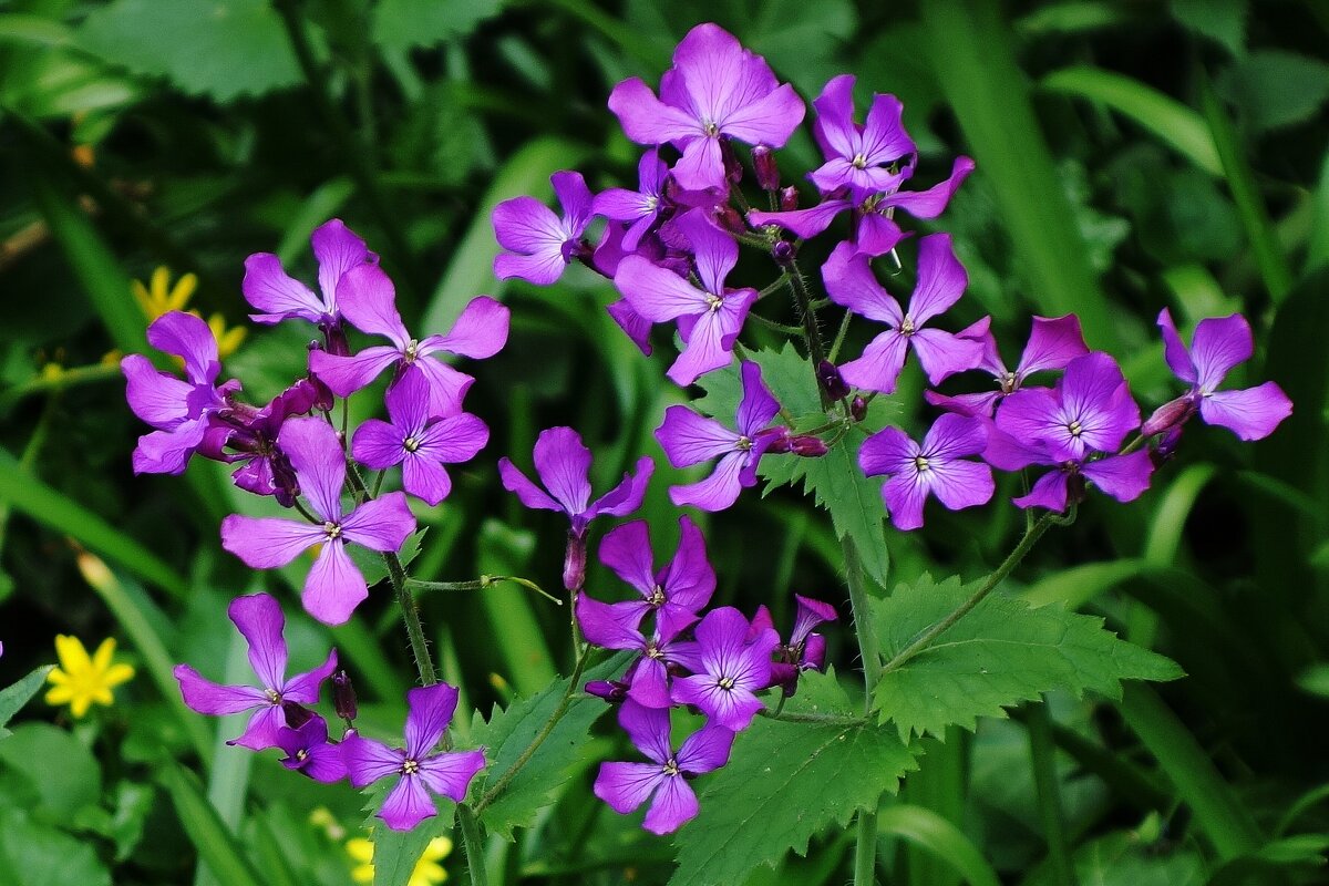 Лунник оживающий - Рита Симонова Лунник оживающий - Рита Симонова