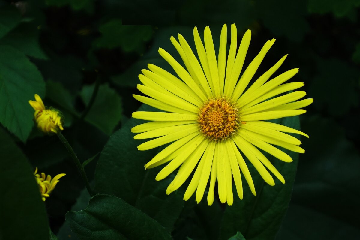 Дороникум - Рита Симонова