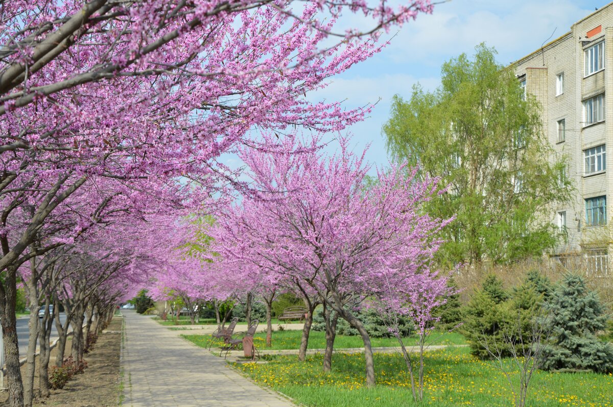 Середина апреля, буйство цветения... - Надежда Куркина Середина апреля, буйство цветения... - Надежда Куркина