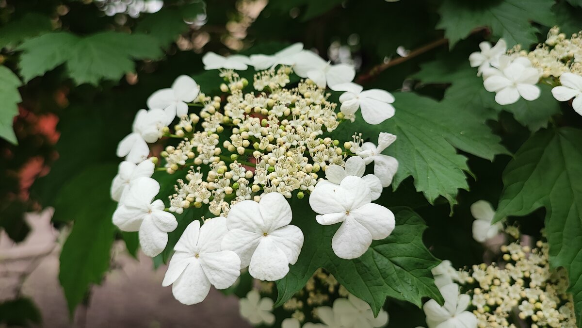 ,,, - Сергей Тимоновский