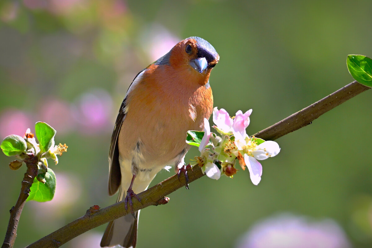 ** - Николай Соколухин ** - Николай Соколухин