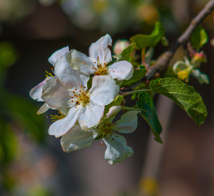 Цветок яблони. - Анатолий Нецепляев