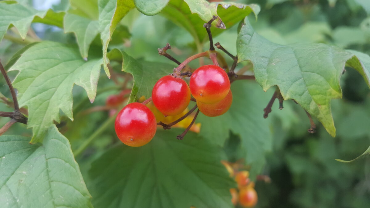 Ягоды - Валентина Подгорная