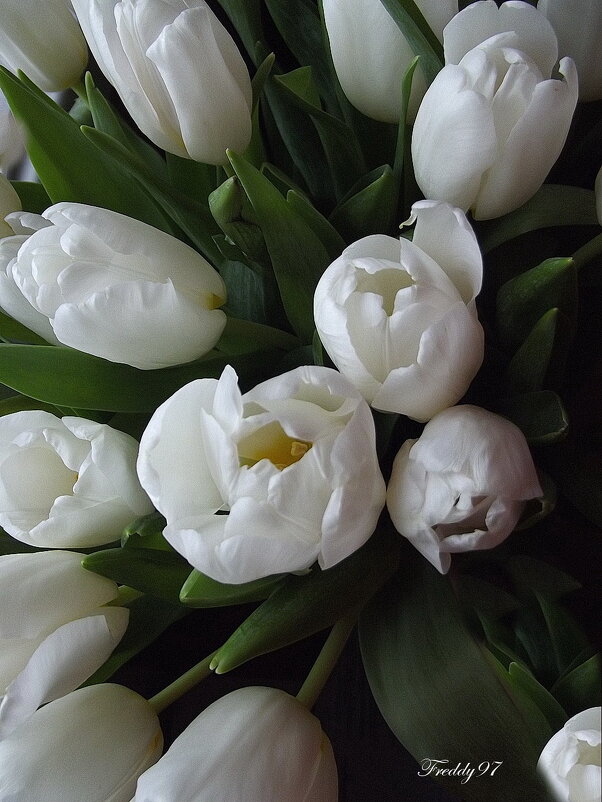 Белые тюльпаны - Freddy 97