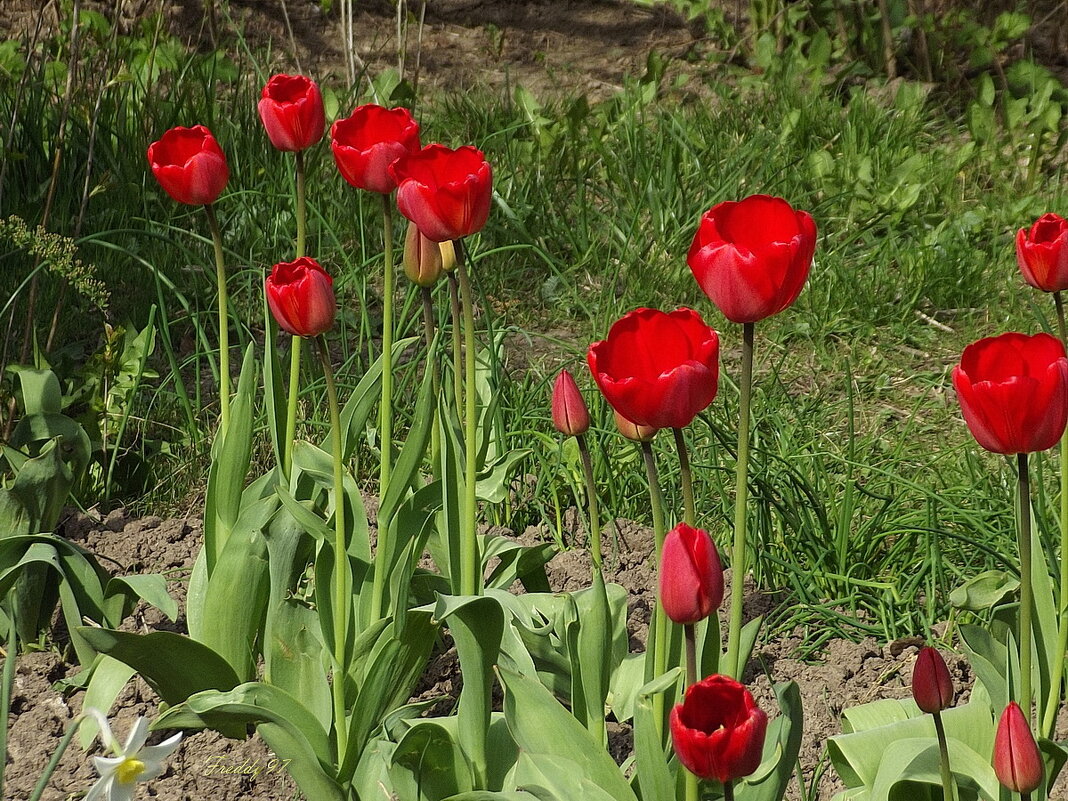 Тюльпаны - Freddy 97