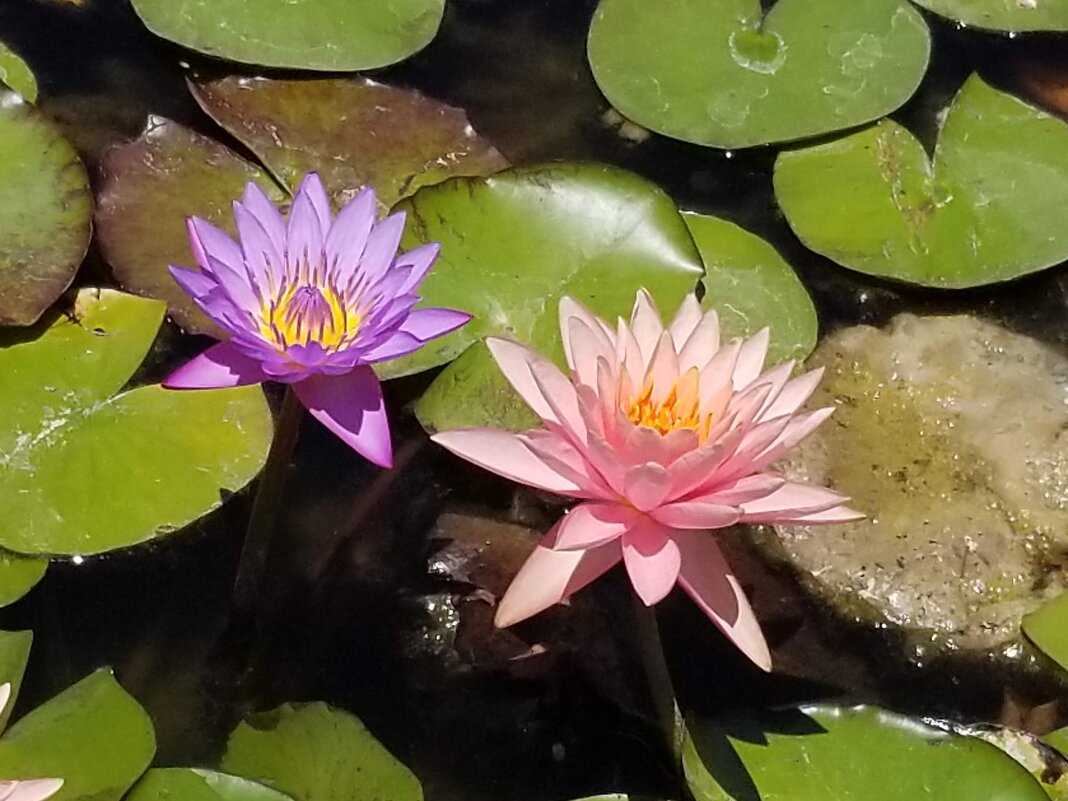 Водяные лилии у театра. - Светлана Хращевская Водяные лилии у театра. - Светлана Хращевская