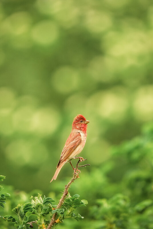 Самец в ожидании самки. - Зинаида Манушкина Самец в ожидании самки. - Зинаида Манушкина